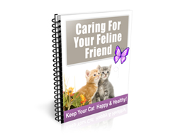 Caring for Your Feline Friend